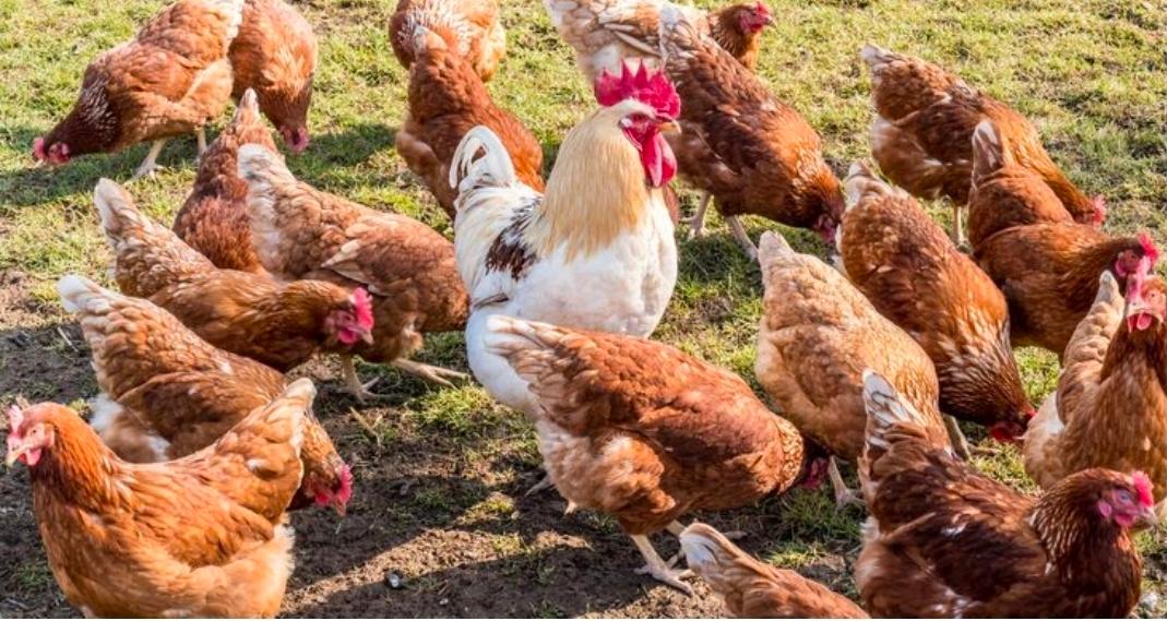 Ochii Organic Breeders